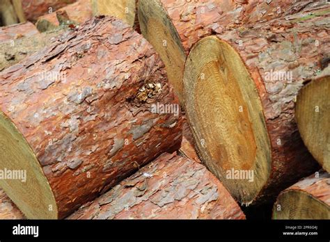 Chopped And Stacked Up Dry Firewood At The Countryside Stock Pile Of