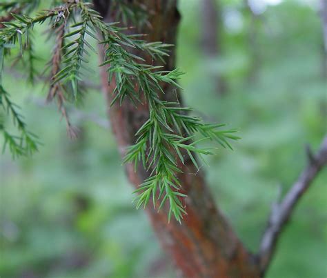 Needles And Tips Eastern Red Cedar Juniperus Virginiana Home Hobby