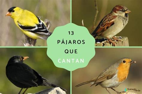 13 Pájaros Que Cantan Nombres Fotos Y Vídeos