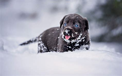 Winter Dog Black Lab Wallpapers Wallpaper Cave