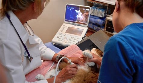 Ultrasound At Awc Santa Fe Animal Wellness Center Santa Fe
