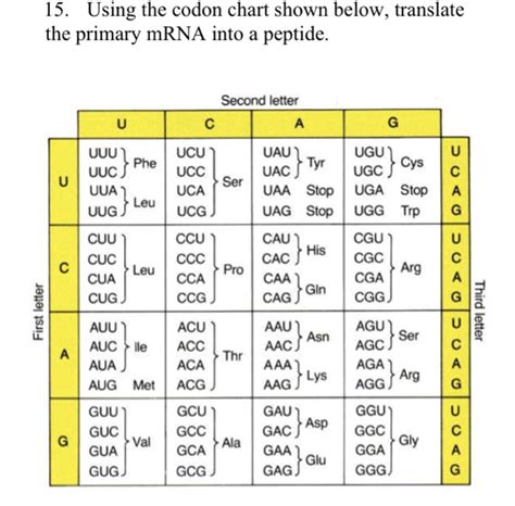 15 Using The Codon Chart Shown Below Translate The