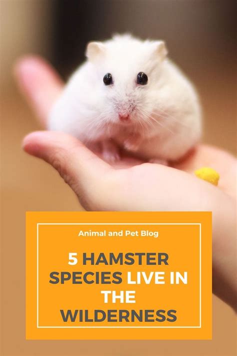 Where Do Hamsters Live Outside Of Pet Stores Hamster Live Pets