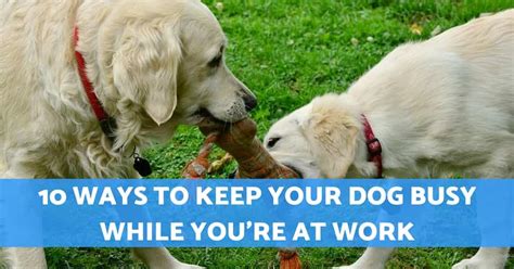 10 Useful Ways To Keep Your Dog Busy While Youre At Work By Pets
