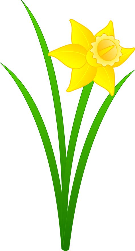 Cartoon Daffodils