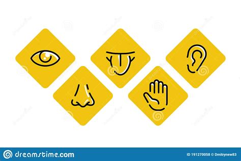 Five Senses Touch Sight Hearing Smell Taste Stock Vector