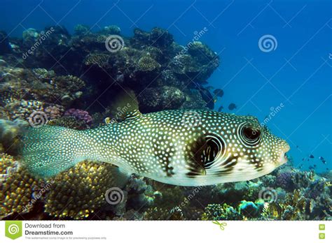Giant Puffer Arothron Stellatus Sea Fish On The Coral Reef Red