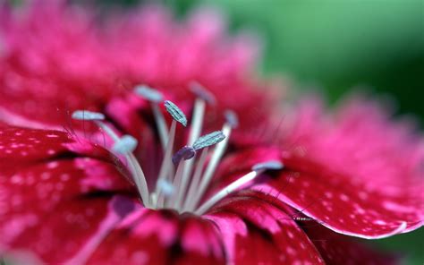Online Crop Macro Photography Of Red Petaled Flower Hd Wallpaper