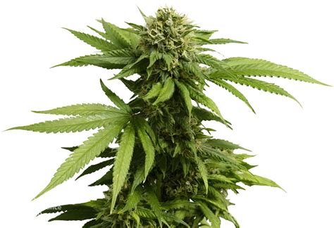 Willie Nelson Cannabis Seeds Royal King Seeds Feminized