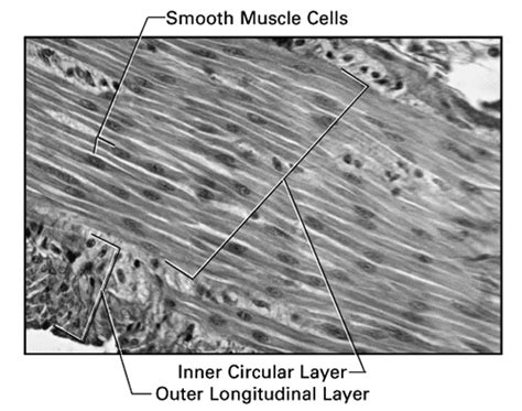 Smooth muscle has a fusiform shape, which resembles a football or spindle. Smooth Muscle Diagram Labeled ~ DIAGRAM