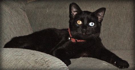 Odd Eyed Black Kitten Chris Yarzab Flickr