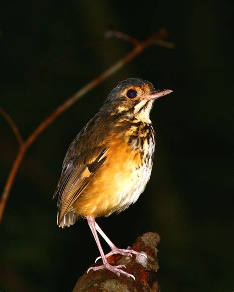 Photograph Spotted Antpitta By Andy Whittaker And Jaque