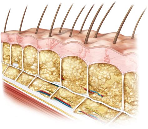 The Frictionless Skin Fascia Interface With Underlying Bone Theory