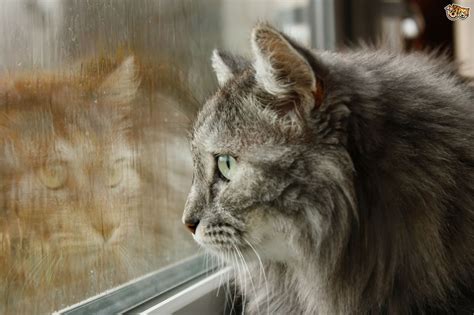 There were only two americans stopping at the hotel. Why do some cats deliberately go out in the rain? | Pets4Homes