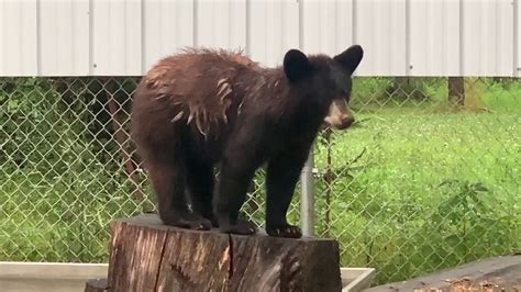 our black bear cub yes she is a rehab bear and will be released when ready youtube