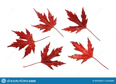 Red Maple Leaves On White Background Isolated Close Up Stock Image