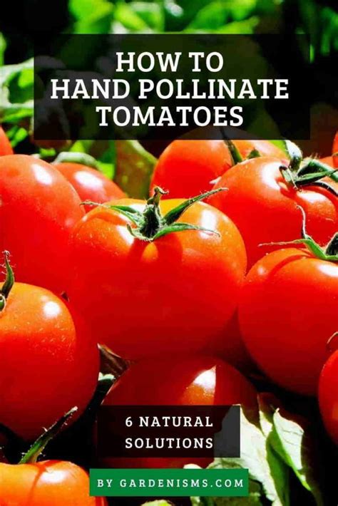 6 Natural Ways To Hand Pollinate Tomatoes How To Gardenisms