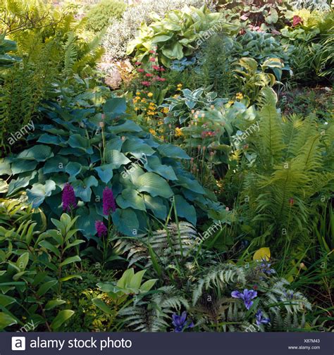 Hostas And Ferns High Resolution Stock Photography And Images Alamy