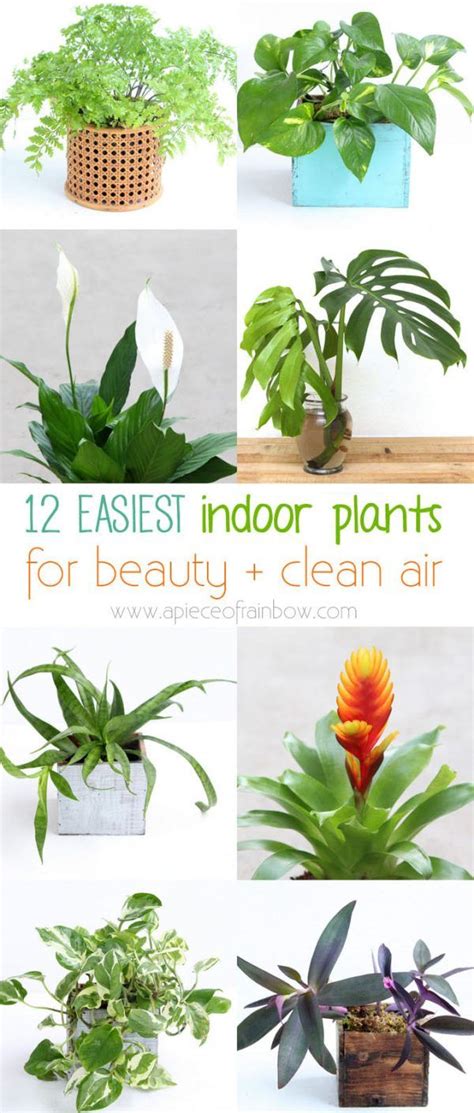 12 Easiest Beautiful Indoor Plants To Grow Nasa Studies Show They Are
