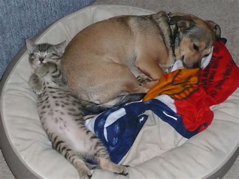 If your cat is the affectionate type, snuggle up next to them and browse through these quotes; Reader photos: 'Fighting like cats and dogs'? Yeah, right ...