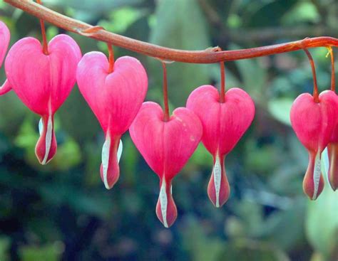 10 Most Beautiful Flowers In The World Best Way
