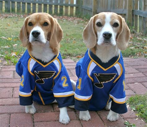 Pin By Jenni Bartlett On St Louis Blues Fun Cute Beagles Beagle