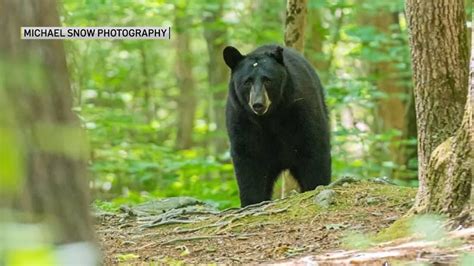 Black Bear Continues Journey Across South Shore Of Mass Necn