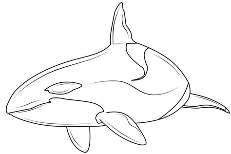 Killer Whale Outline Drawing At Getdrawings Free Download