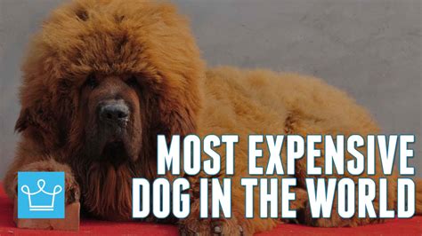 With a peak net worth of approximately us$418 billion in 2019 dollars, american oil magnate john d. Most Expensive Dog In The World: Tibetan Mastiff - YouTube