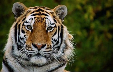 21 Facts About Tigers That Show Their True Colors