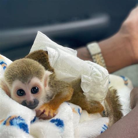 Squirrel Monkeys For Sale Exotic Animals For Sale Price