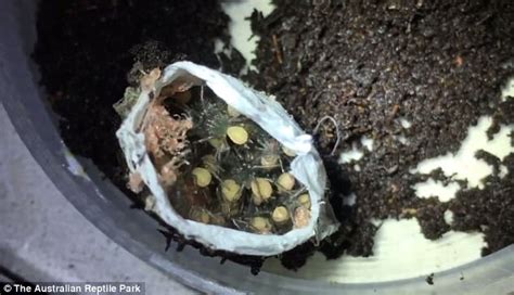 Nightmarish Moment Dozens Of Baby Funnel Webs Are Born Daily Mail Online