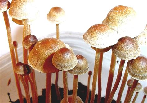 Psilocybe Tampanensis Florida Magic Mushrooms