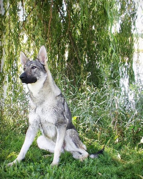 German shepherd silver | Sable german shepherd, Sable ...