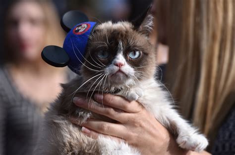 Grumpy Cat Wallpapers High Quality Download Free