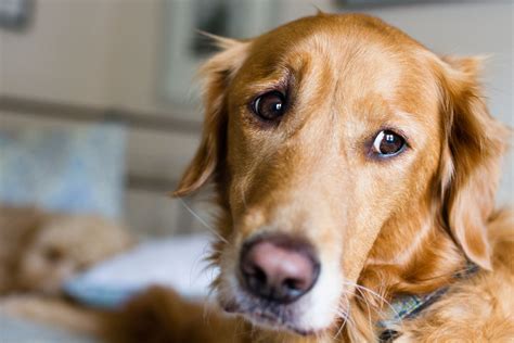 How To Spot The Signs That Your Dog May Be Feeling Anxious