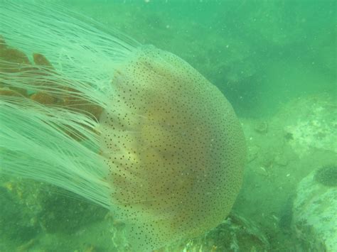 Watch Out For Jellyfish Blooms Niwa