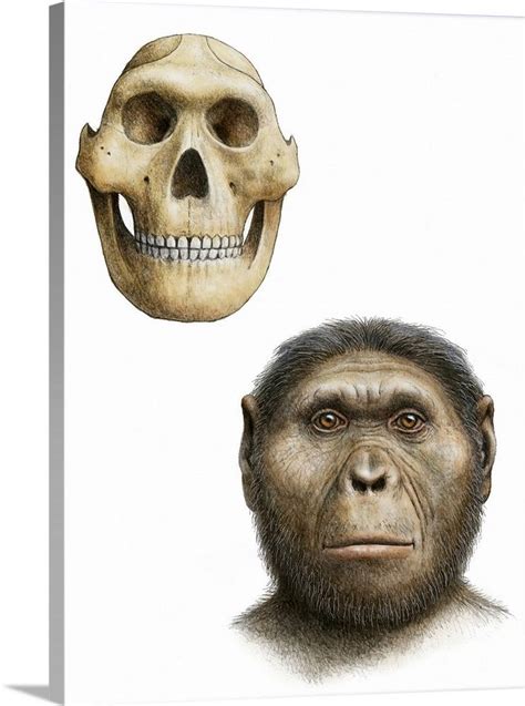 Paranthropus Robustus In 2021 Human Evolution Tree Paleo Art