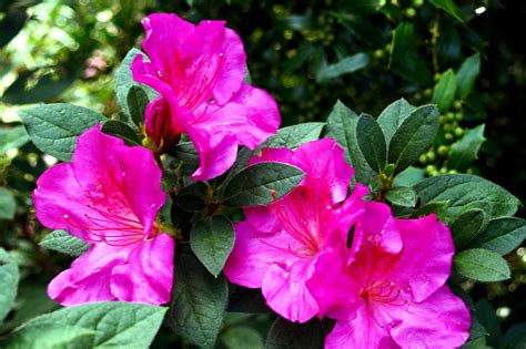 Others, the lush hybrids, are seen in people's gardens and yards. How to grow Rhododendron and azalea | Growing Rhododendron ...
