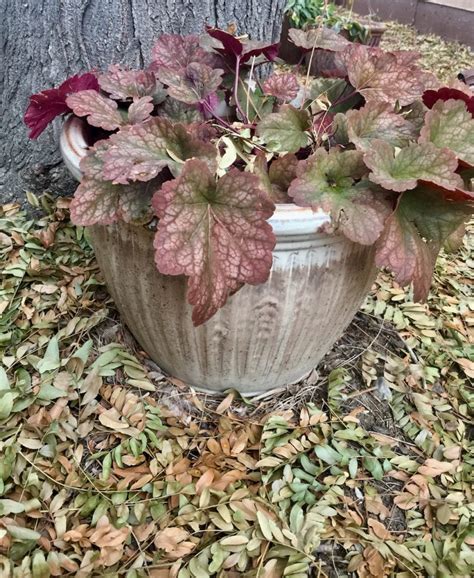 Overwintering Perennials In Containers Yourhub