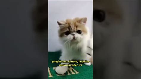 Kucing Lucu Banget Nih Youtube