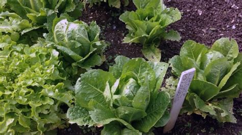 How To Grow Organic Lettuce Step By Step With Pictures