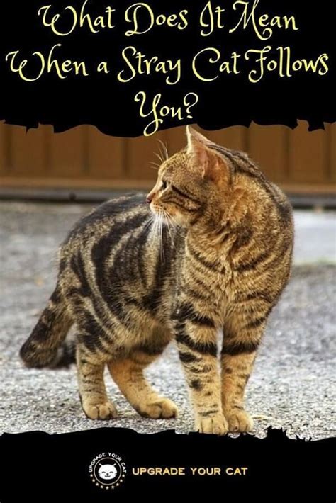 When a cat walks with their tail straight up, it means that they are relaxed, confident, and want to be noticed. What Does It Mean When a Stray Cat Follows You? - Upgrade ...