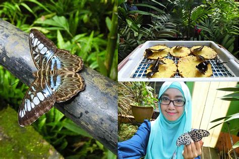 Taman Rama Rama Dan Reptilia Melaka Giannitarohughes
