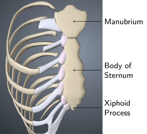 Depiction Of Sternum Bones 1 Download Scientific Diagram