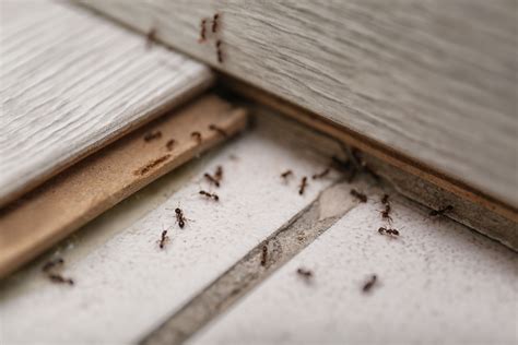 How To Get Rid Of Ants 5 Simple Steps Capital Pests