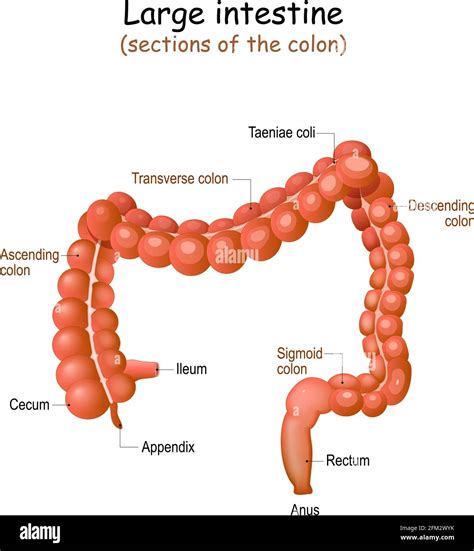 Large Intestine Anatomy Structure Of Human S Colon Vector Sexiz Pix