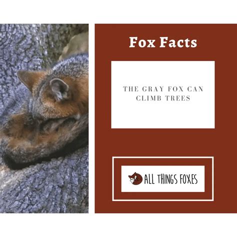 Fox Facts Interesting Facts About Foxes All Things Foxes