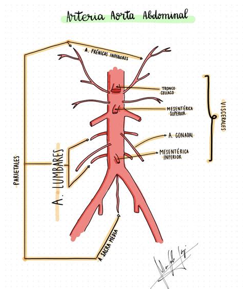 Arteria Aorta Abdominal Anatomía Médica Anatomía Del Esqueleto