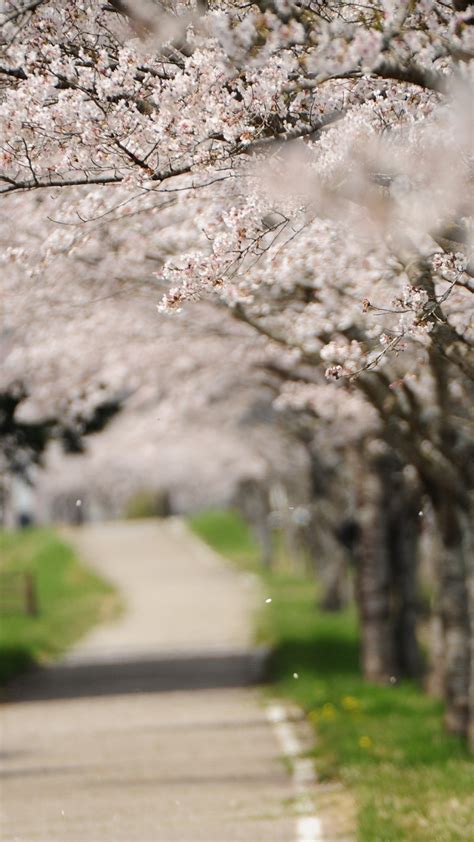 Download 720x1280 Wallpaper Garden Seasonal Flowers Spring Samsung